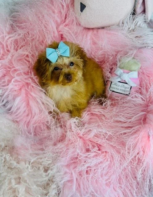 POODLE MALE PUPPY    PIN  $2,550.00     #1725-5