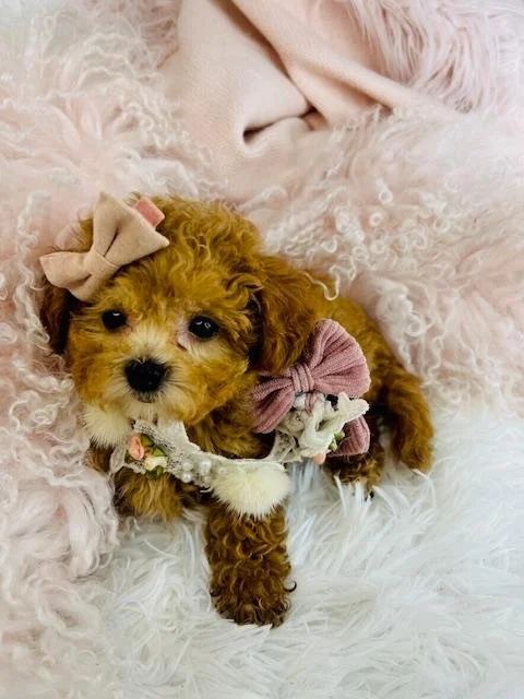 BICHON//POODLE     TINY TOY    DOT  FEMALE    $3,999.00   #17878-7
