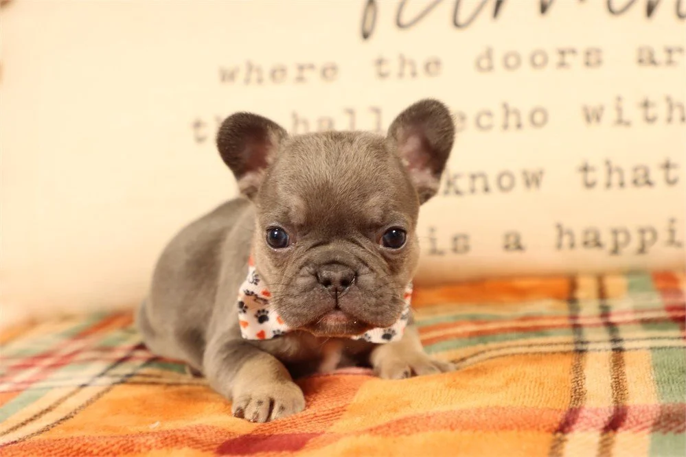 MINI  FRENCHIE MALE  FRITZ   $3,950.00   #17854-5