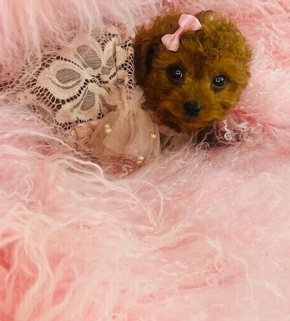 DIANA   GOLDENDOODLE MICRO MINI     $3,550.00   #119