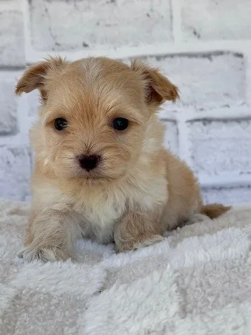 DANNY MALE MORKIE DOG $3,950.00 #177877-7