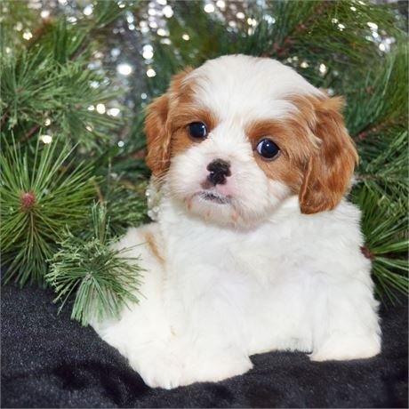 DIONNE  MALE CAVALIER/SHIH TZU   $3,050.00   #112744-4