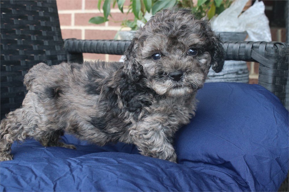DAR   FEMALE COCKAPOO     $1,850.00    #1358
