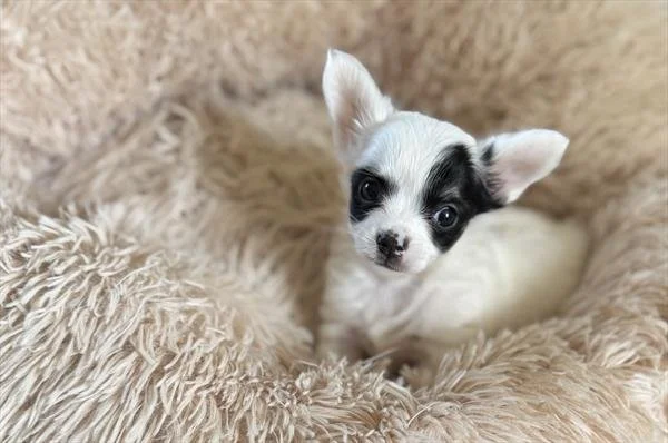 CHRISTOPHER      TEACUP  MALE     $3,250.00    #245-263701