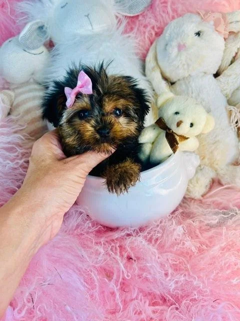 JESSICA  TEACUP   FEMALE   $4,550.00  #1443
