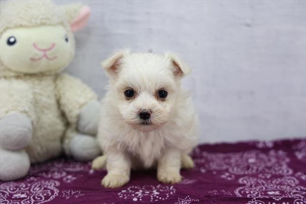 TEAUCUP/TINY TOY    MALTESE PUPPY   MAGGIE   $3,950.000      #17874-7