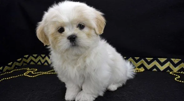 Shih Tzu Puppy