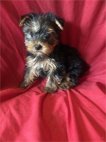 JANICE  YORKIE  FEMALE   $2,950.00     #113