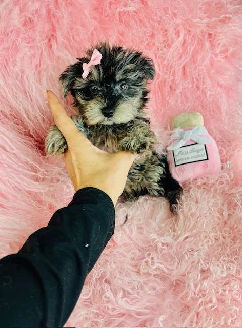 HANNAH     TEACUP  FEMALE   $3,950.00   #1175