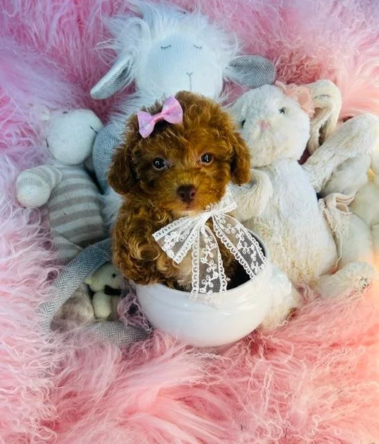 PANDA    POODLE   FEMALE PUPPY      $3,950.00   #185