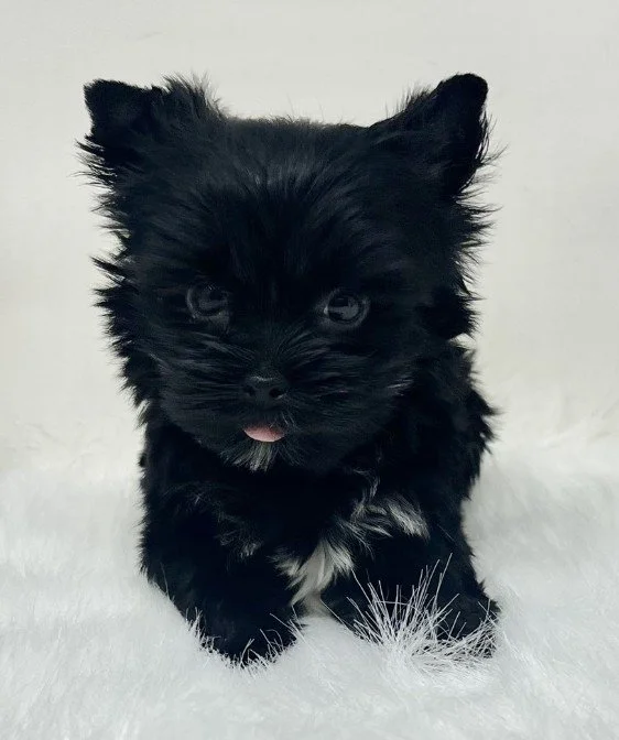 YORKIE MALE TEACUP/POCKETBOOK PEANUT $5,950.00 #17848-8
