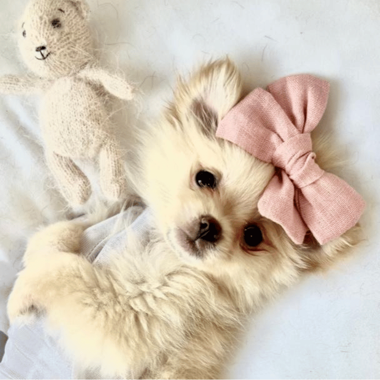 small breed puppies for sale