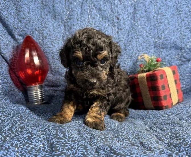 MALE  POODLE     POLO     $3,250.00   #17441-7
