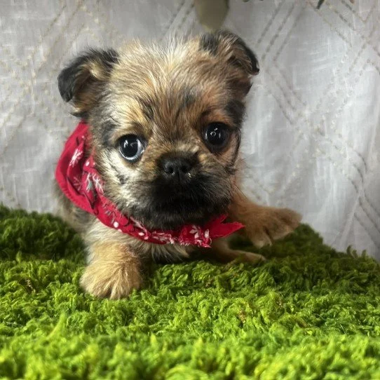 DORAL  BRUSSELS GRIFFON   MALE    $2,950.00   #1574