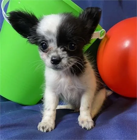 CHIHUAHUA MALE TEACUP/TINY TOY DOG COOKIE $2,950.00 #121585-5