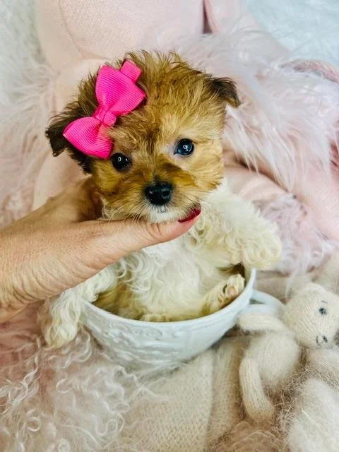 DERCIKA  POMAPOO    $3,550.00      #123854-7