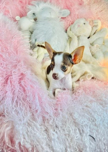 CIO   TEACUP  MALE CHIHUAHUA  $3,550.00   #141