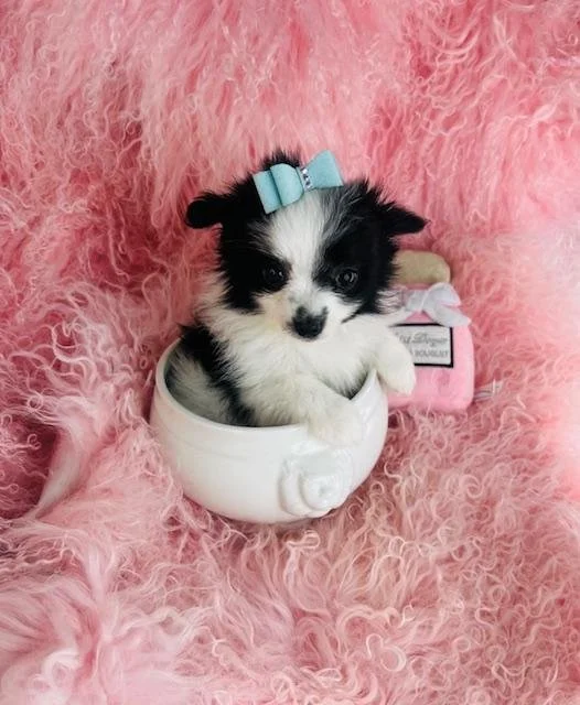 DERICK  MALE  TEACUP  POMERANIAN/MALTESE     $3,550.00      #123