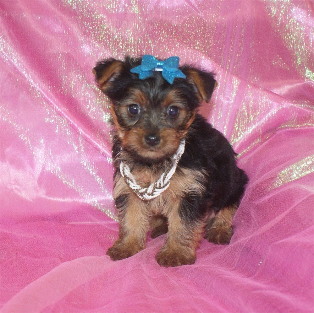 GEM   FEMALE PUPPY    $2,550.00   #1221