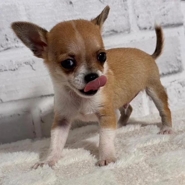 CHIHUAHUA    MALE  TEACUP  CHICHI     $3,950.00    #14254-4