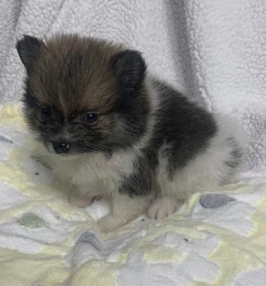 TEACUP   PUDDIN  $3,550.00    #123