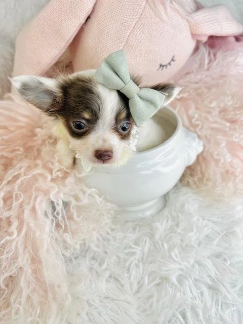 CHIHUAHUA    MALE  TEACUP   CODY    $3,950.00    #18787-7