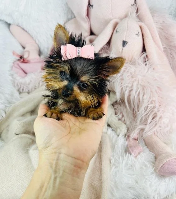 JULIET TEACUP/POCKETBOOK YORKIE FEMALE PUPPY $5,950.00 #14774-7 SOLD