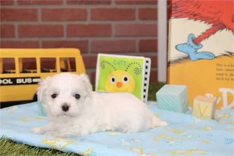MALTESE PUPPY  MARCO  MALE   $3,550.00     #1172  SOLD