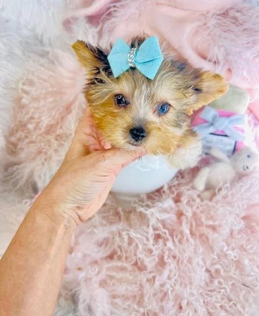 adorable small  yorkies for sale.jpg
