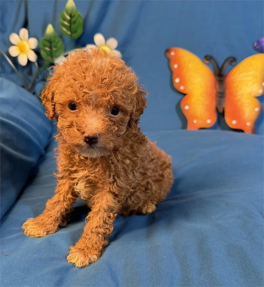 POLKADOT   TEACUP/POCKETBOOK  MALE  $4,550.00       #1254