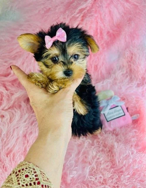 JORGA    FEMALE      $3,950.00   #178