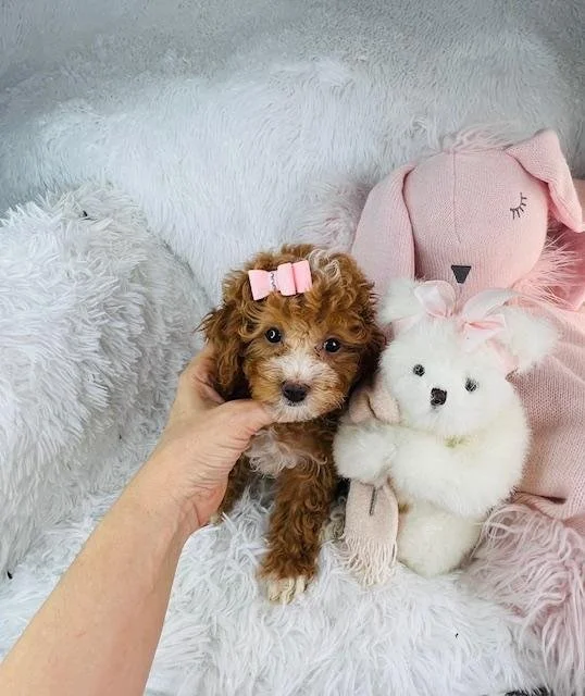 poodle-toy-size-.jpg