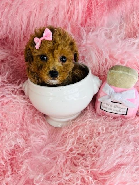 PENNY    FEMALE  POODLE DOG     $3,950.00      #111