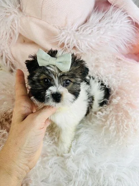 JOR       TEACUP   MALE YORKSHIRE TERRIER    $3,950.00   #17754-4