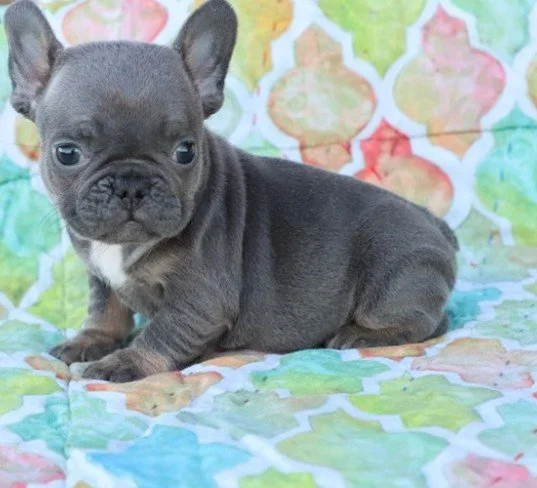 FRENCH BULLDOG MINI   FEMALE   FIBI    $3,950.00  BLUE EYES      #1222-3   SOLD