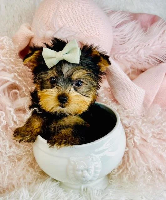 JOEY     TEACUP/POCKET   YORKIE MALE PUPPY   $3,950.00   #11222-2