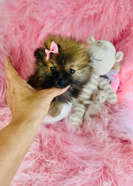 PICKLES   TEACUP  FEMALE  POMERANIAN    $2,250.00   #187