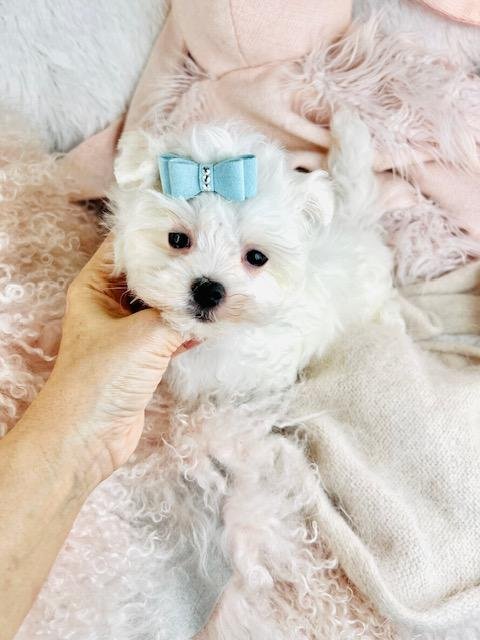 MALTESE PUPPIES      MOE    $3,550.00     #T155-8
