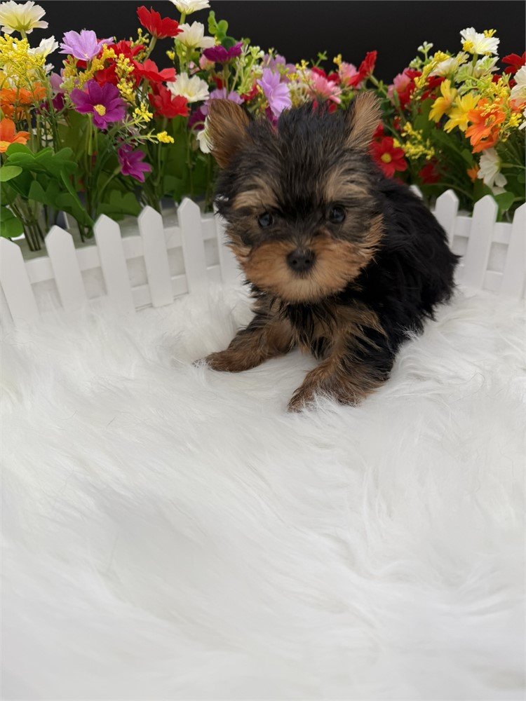 MALE TEACUP YORKSHIRE TERRIER PUPPY JASPY $3,550.00 #1447-8