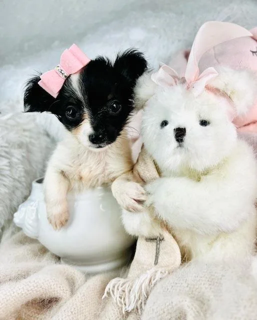 CHIHUAHUA FEMALE TEACUP CIRIUS $4,550.00 #14745-5