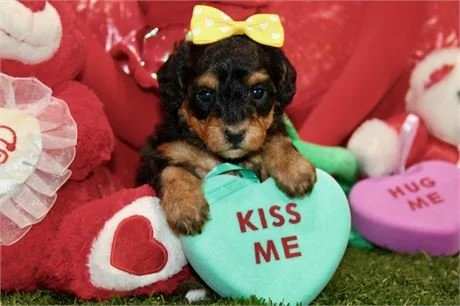 DIONNA  FEMALE YORKIEPOO   $3,50.00   #1447-5
