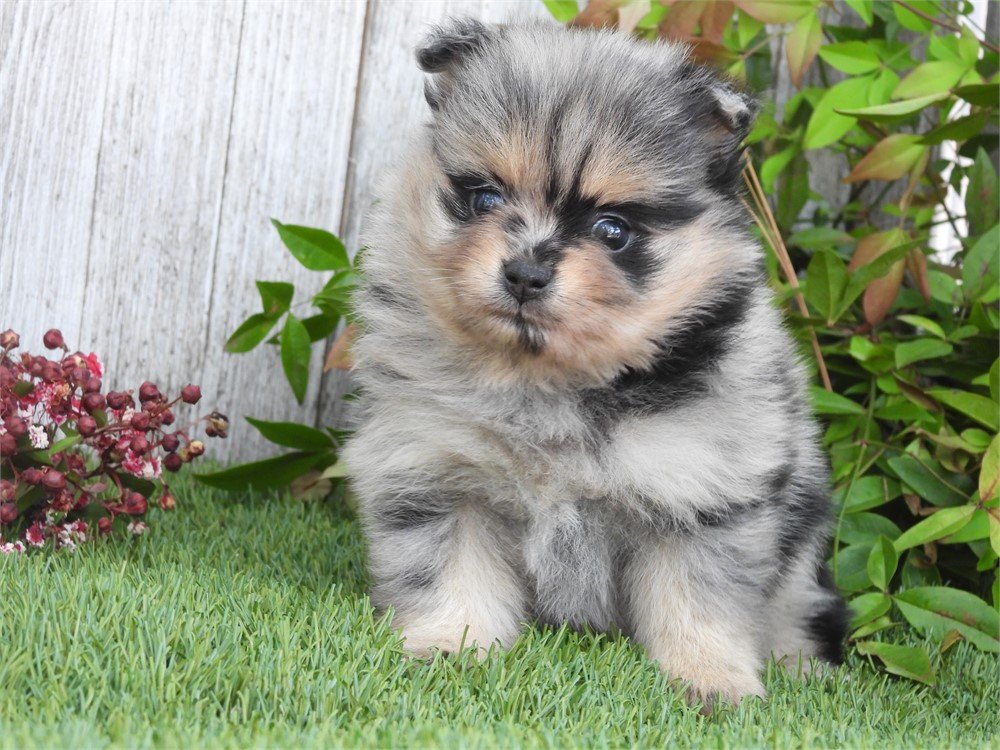 POMERANIAN PUPPIES FEMALE TEACUP/TINY TOY PEANUT $4,950.00 #147444-4
