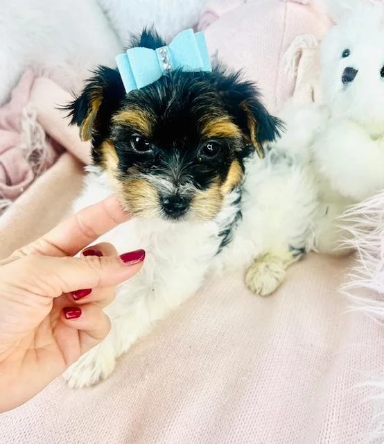 MALE TINY TOY YORKIE JONO $2,550.00 #17533-3