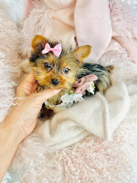 DOT  FEMALE   TEACUP  YORKIEPOO   $3,950.00   #1121-1