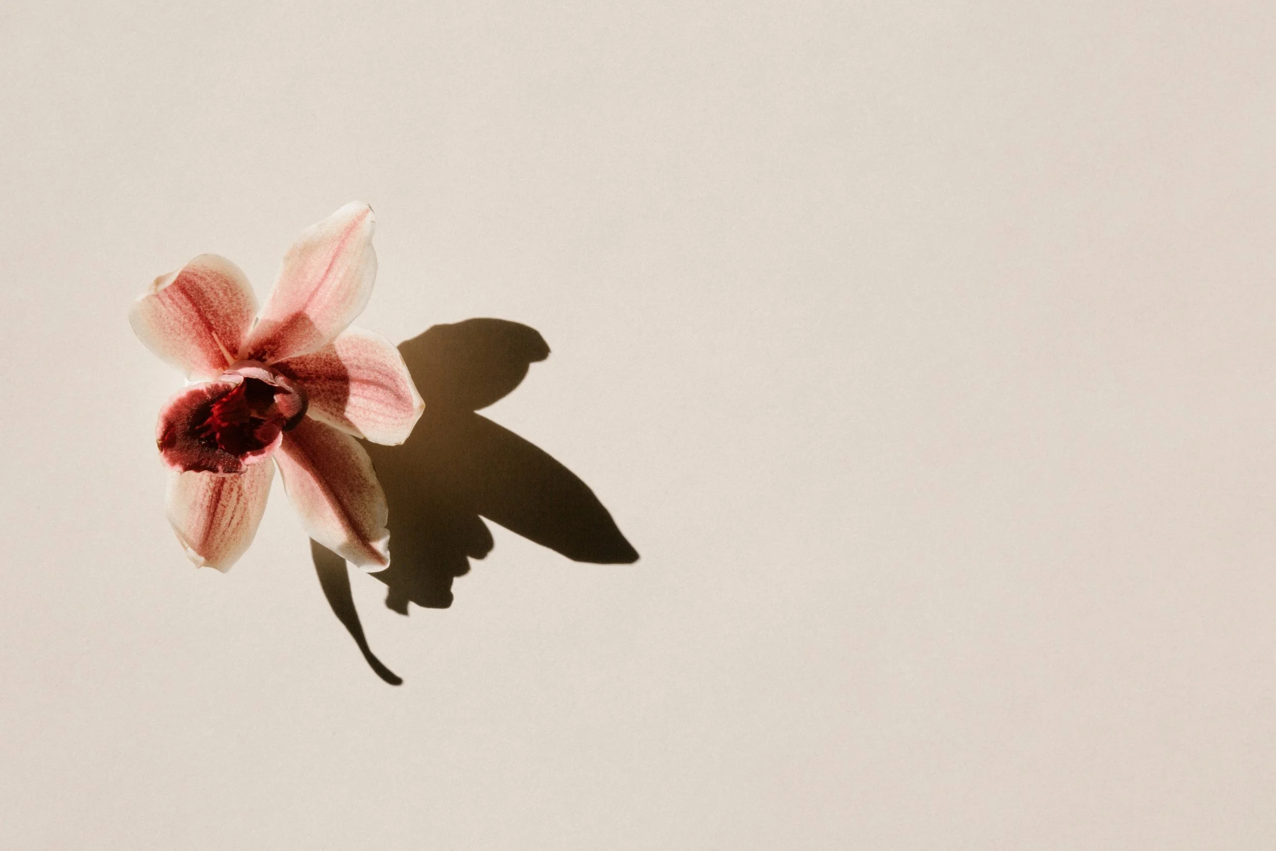 Pink orchid casting a shadow against a warm neutral background