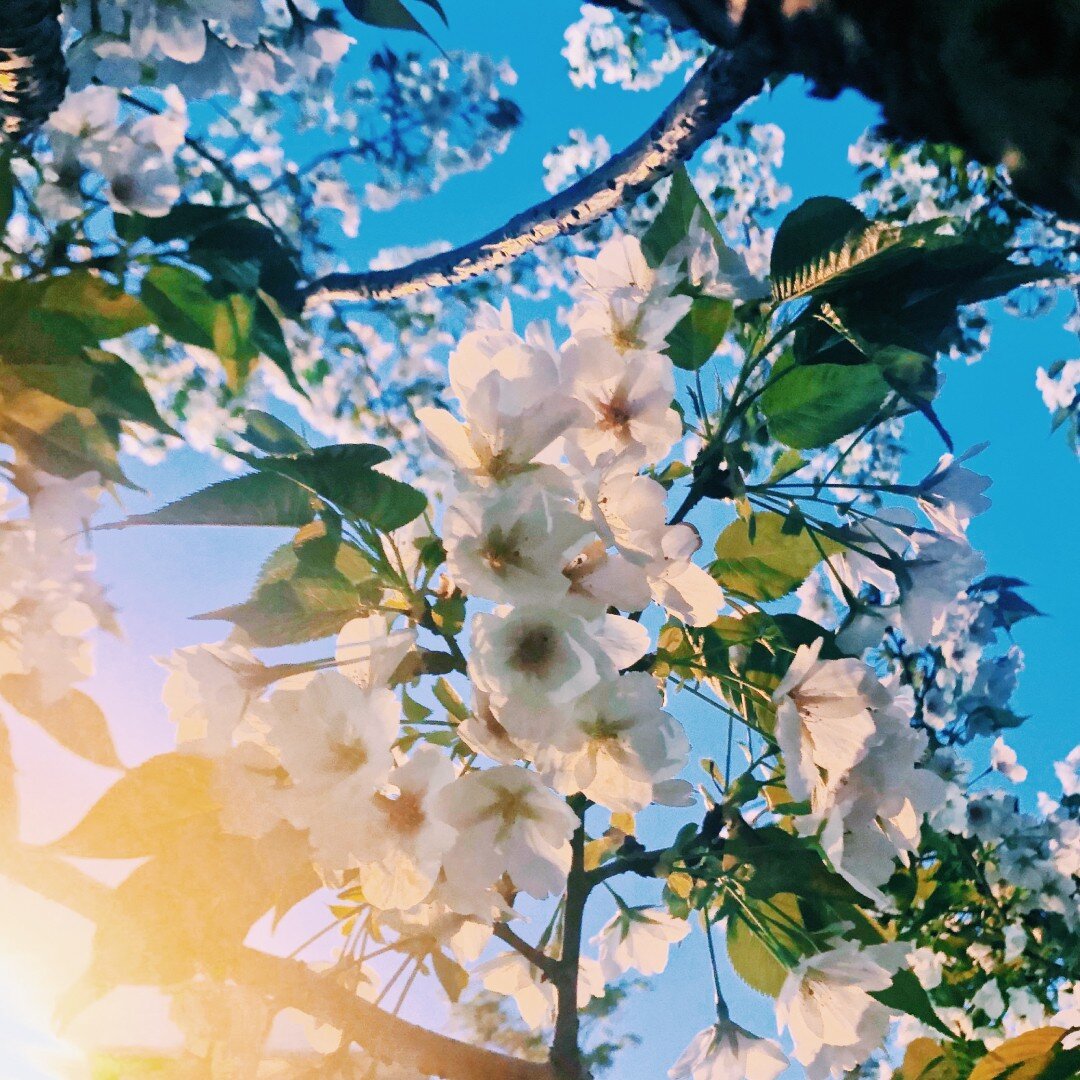 WOOT! We made it through the first week of spring!! Looking forward to even warmer weather and lots more sunshine! 🌼🌻🌸🌺🌷

What do you love most about spring?? Tell us in the comments!

#lynchsyndrome&nbsp;#springtime&nbsp;#hellospring&nbsp;#live