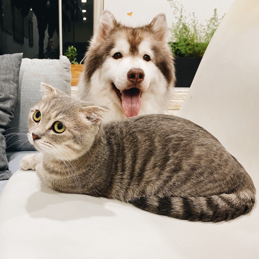 Yesterday was National Pet Day! We may have missed it by a day, but let&rsquo;s be honest&hellip;.we celebrate Pet Day EVERYDAY! We love our furry friends! 🐶🐱🐹🐰🐦

Fun fact: According to the National Institute of Health, having a pet decreases st