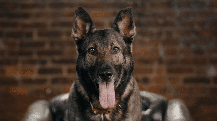 Fetch Pet Insurance