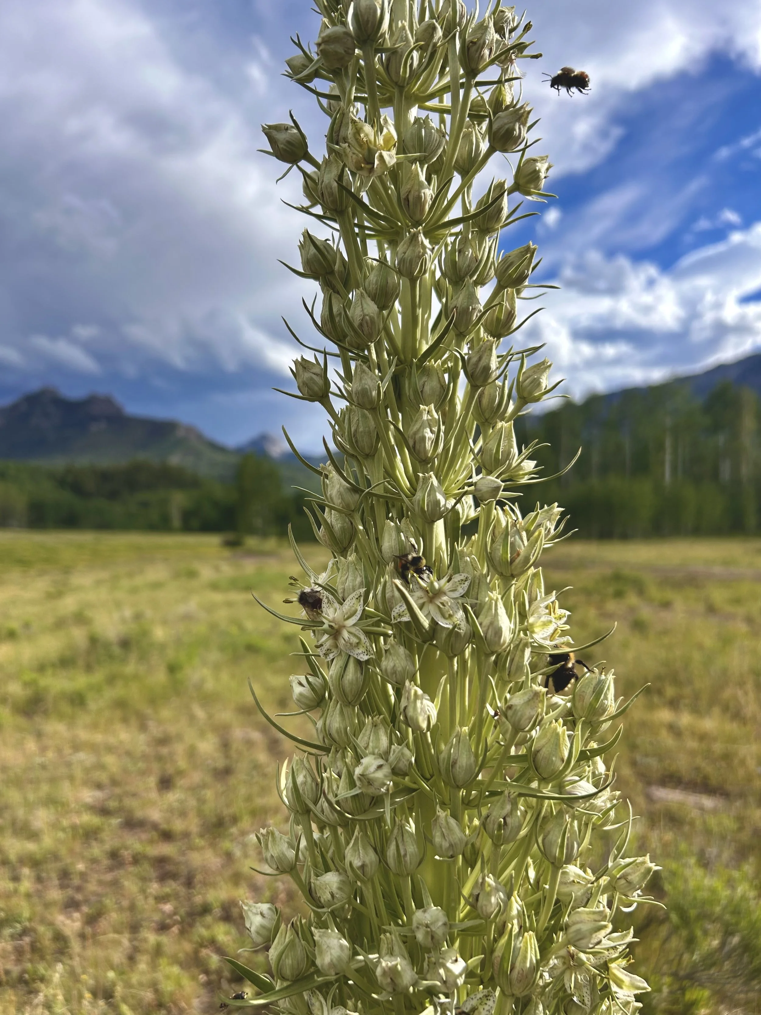 A Monumental Superbloom