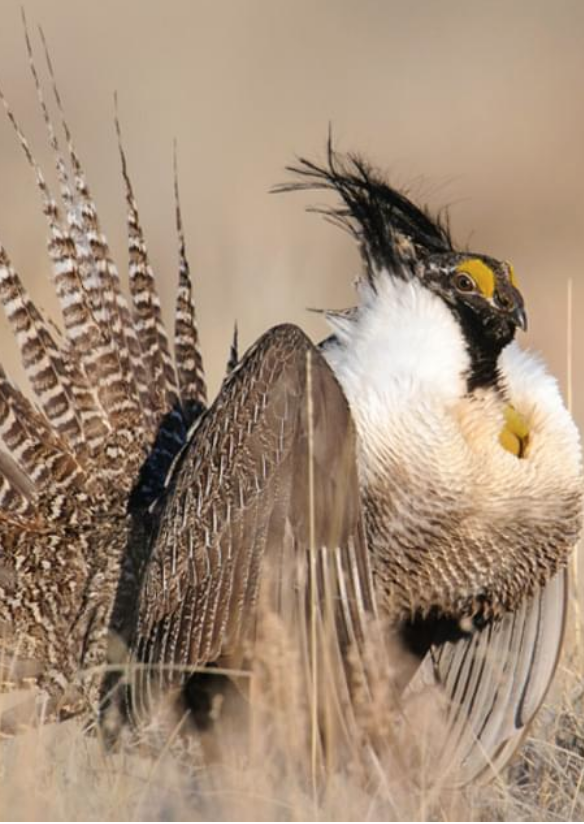 Undaunted Dawn: Gunnison Sage Grouse